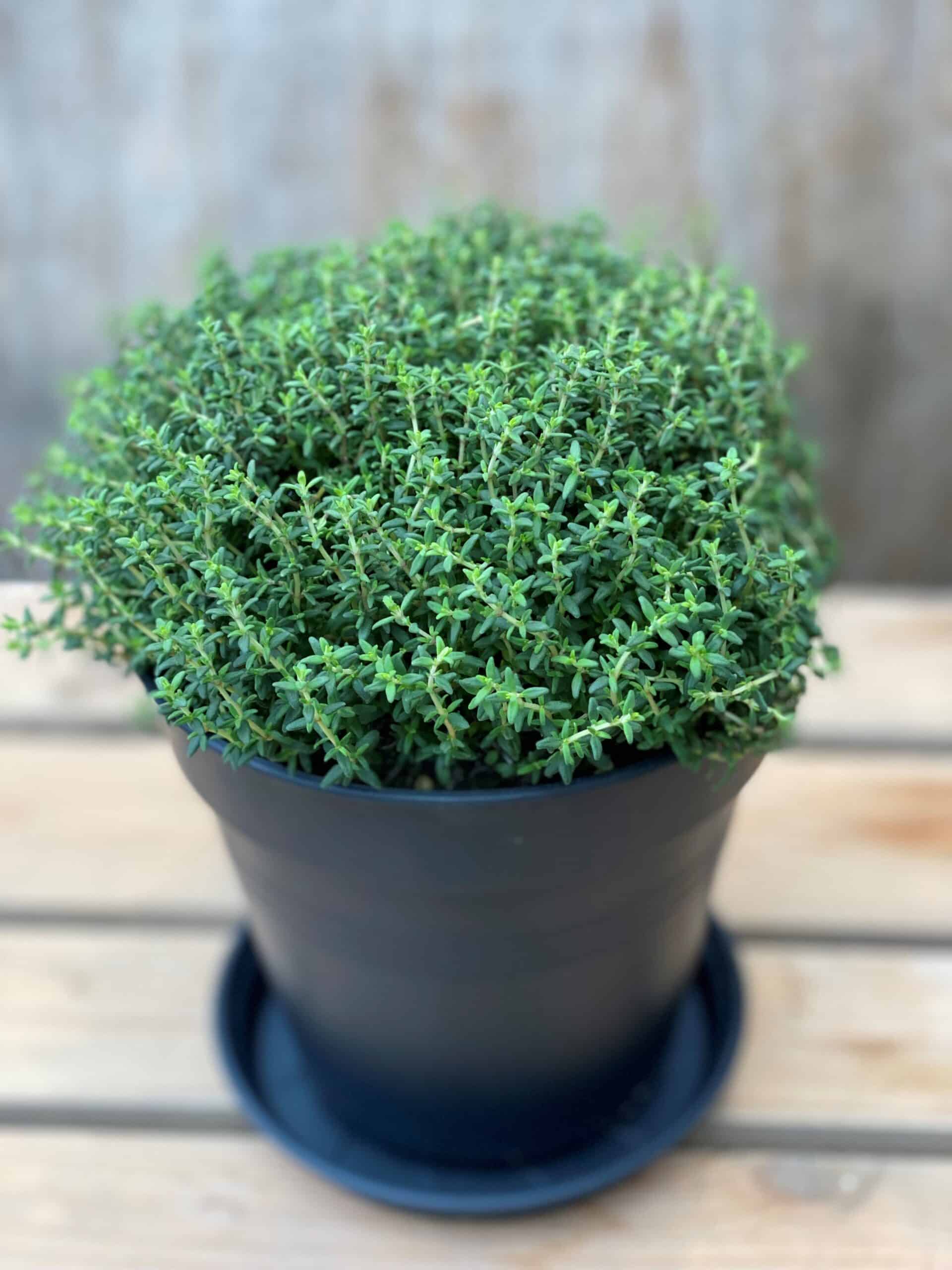 Thymus vulgaris 'Faustini' italiensk