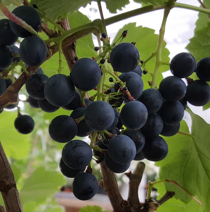 Vitis 'Blå Pärldruva'