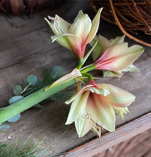 Lyckas med amaryllis