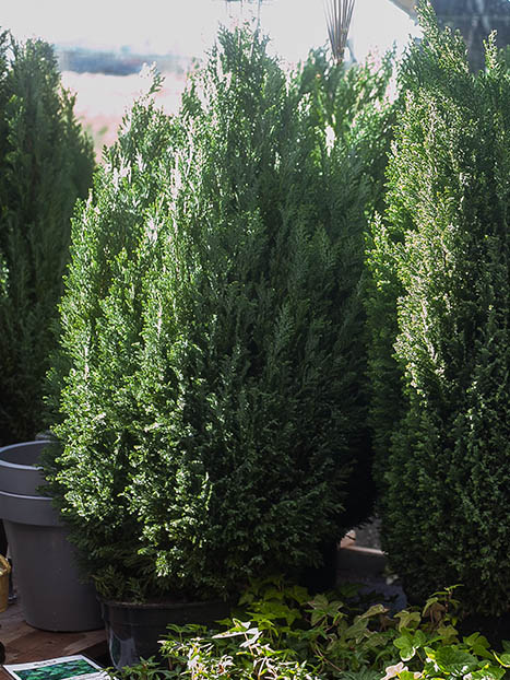 Chamaecyparis lawsoniana 'Ellwoodii'