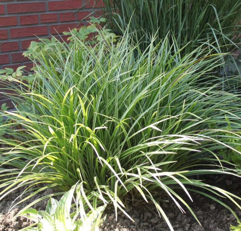 Carex morrowii