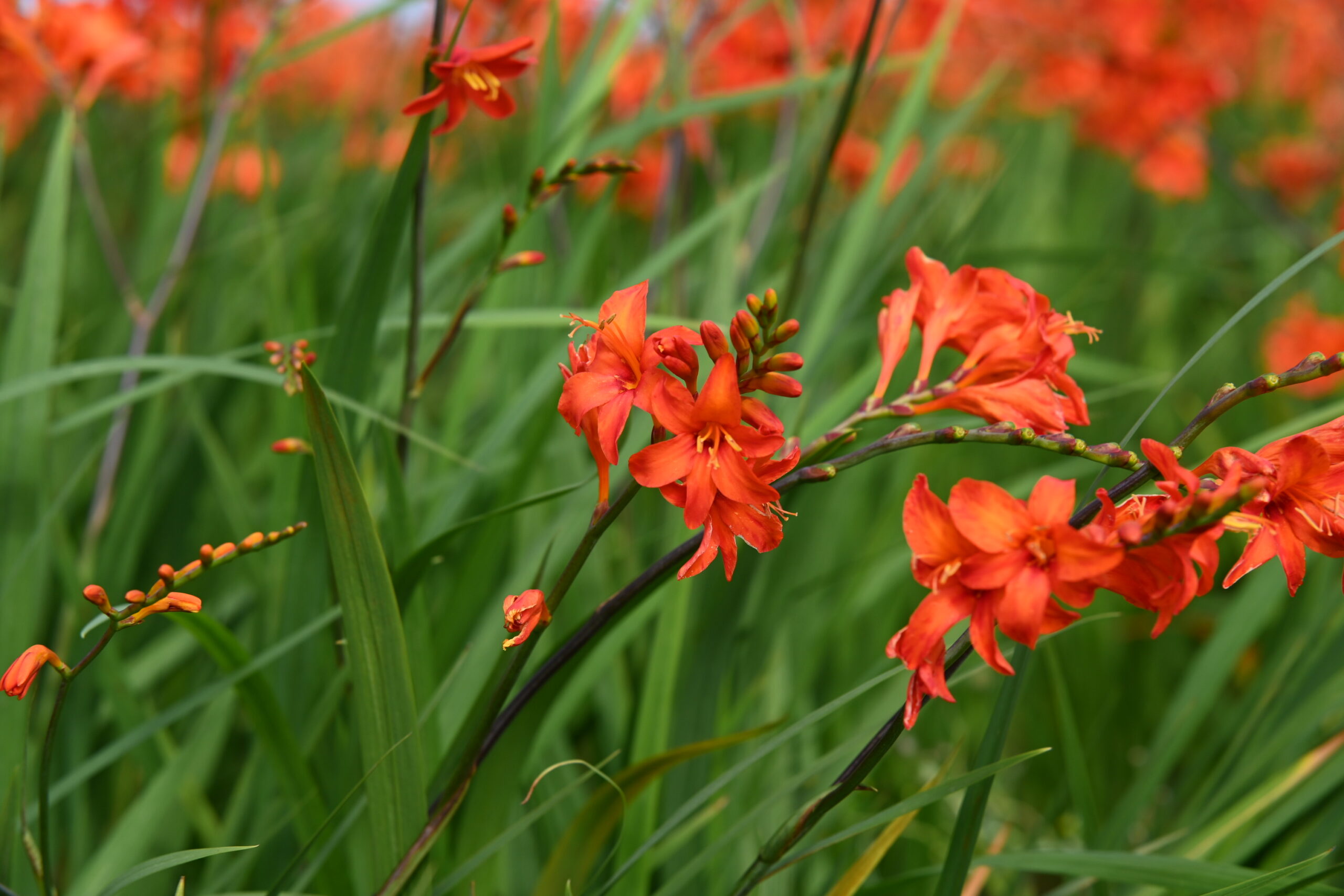Crocosmia 'Lucifer'