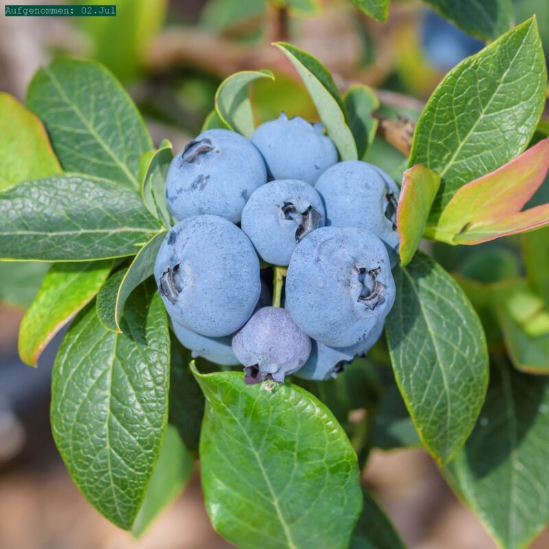 Vaccinium corymbosum 'Blueray'