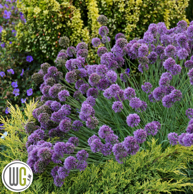 Allium 'Medusa'