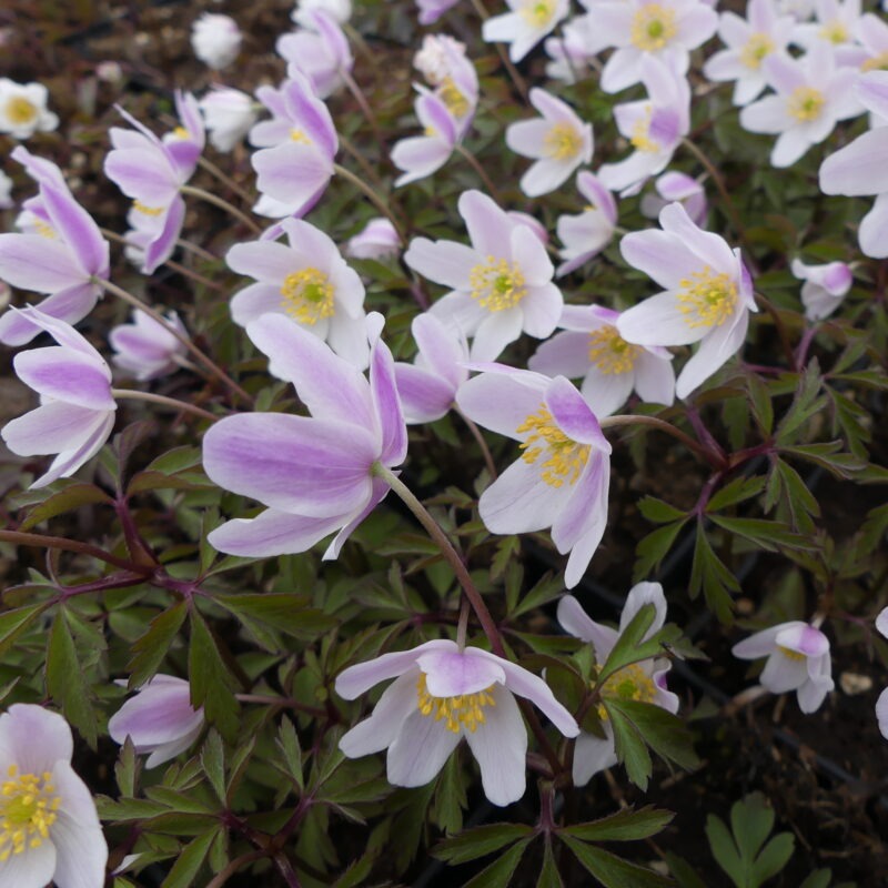 Anemone nemorosa 'Ice and Fire'