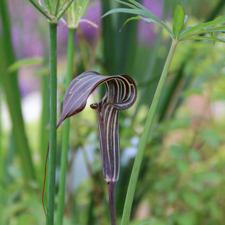 Arisaema ciliatum var. liubaense