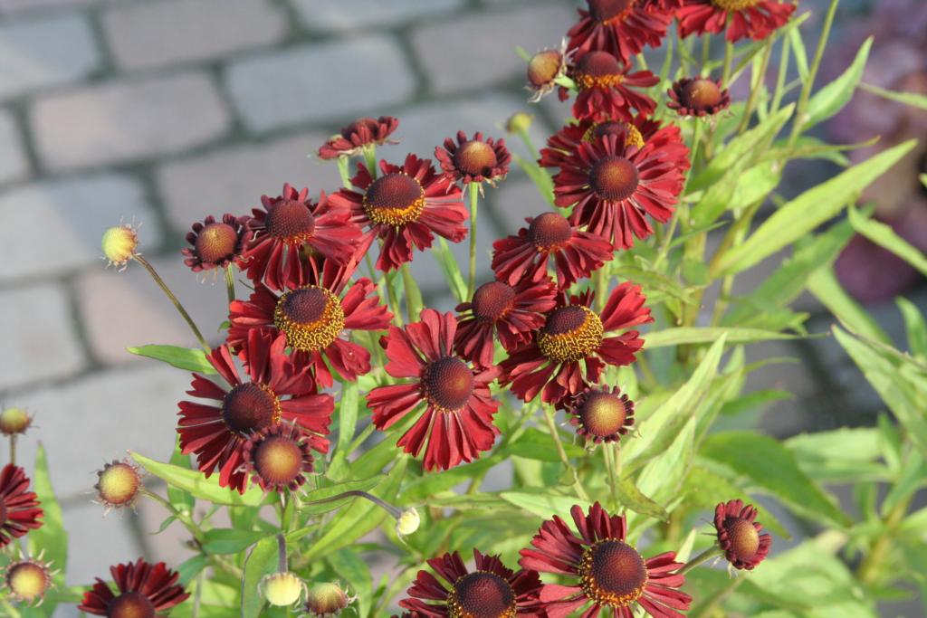 Helenium Autumnale 'Red Dragon'
