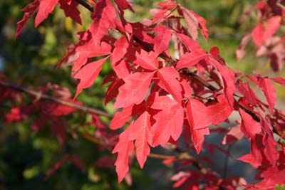 Acer griseum