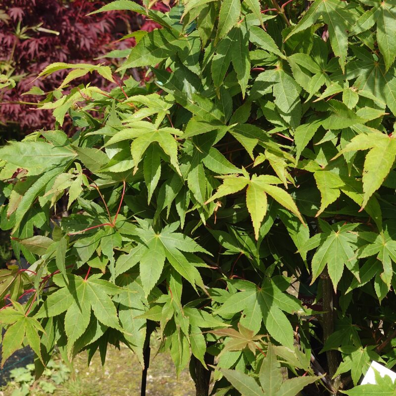 Acer palmatum 'Osakazuki'