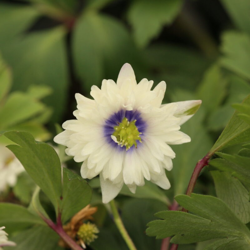 Anemone nemorosa 'Blue Eyes'