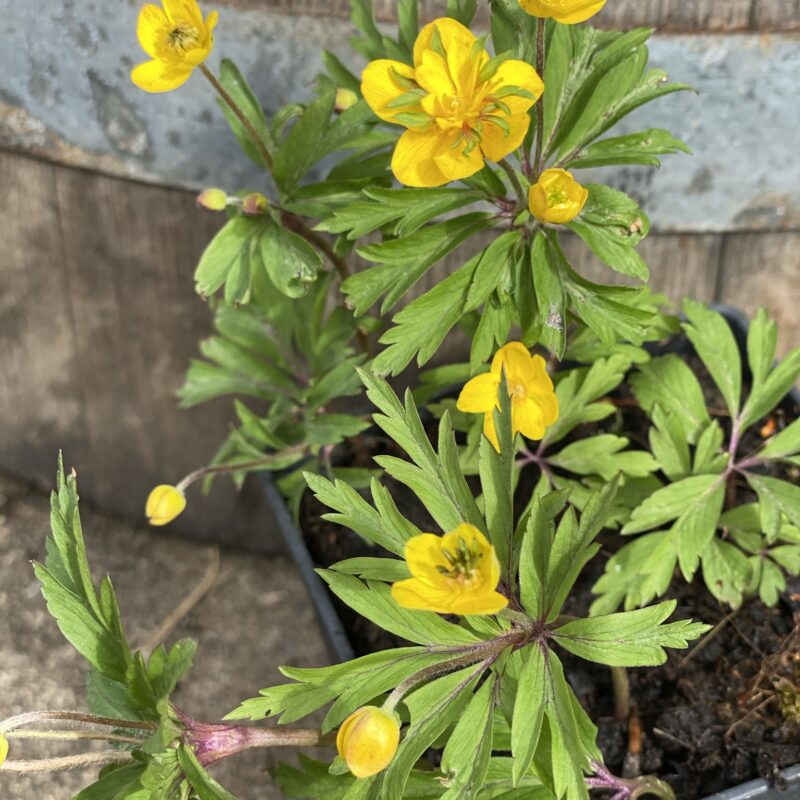 Anemone ranunculoides 'Golden Dream'