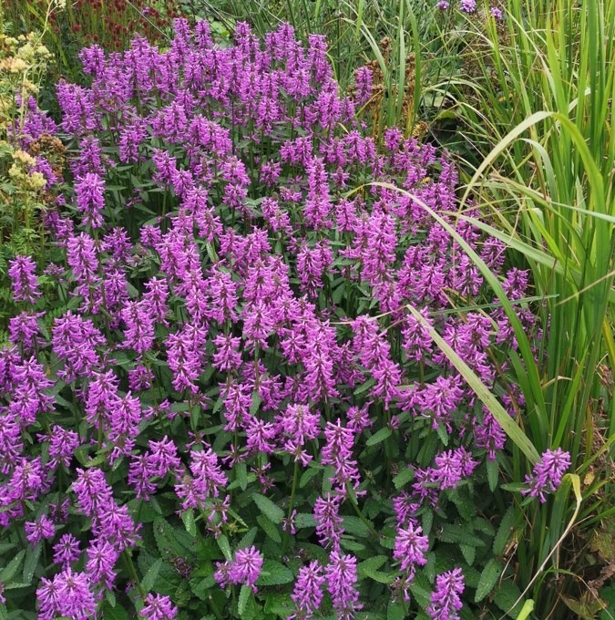 Betonica officinalis (Stachys) 'Summer Grapes'