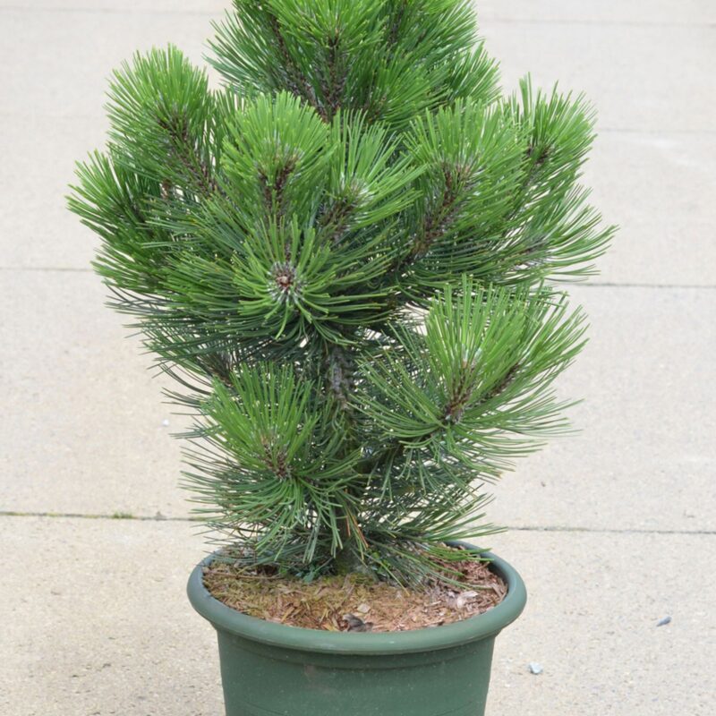 Pinus heldreichii 'Malinki'