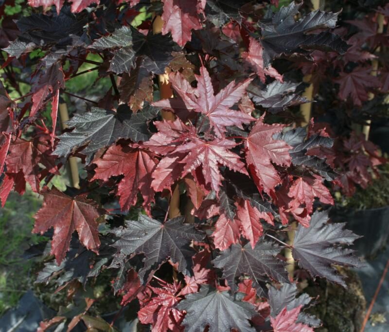 Acer platanoides 'Crimson Sentry'