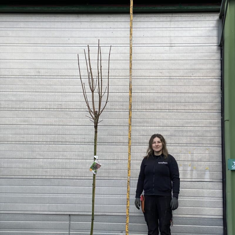 Acer platanoides 'Crimson Sentry' 8717824060661 (3)