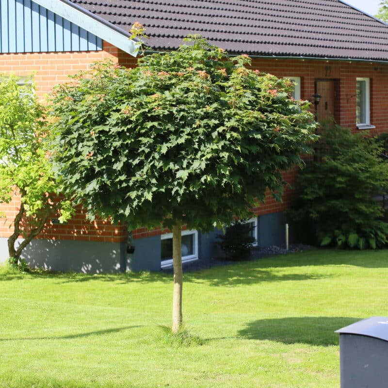 Acer platanoides 'Globosum'