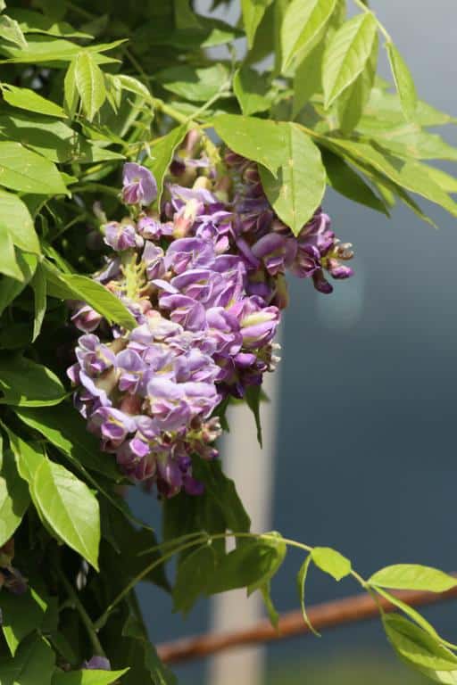 Wisteria frutescens 'Longwood Purple'