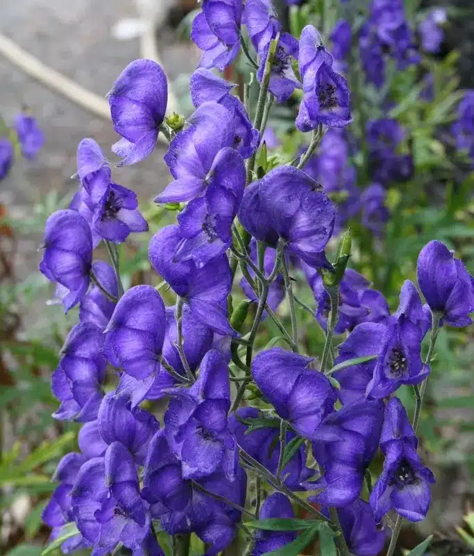 Aconitum napellus