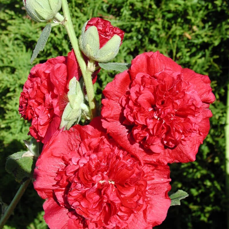 Alcea rosea pleniflora (Röd)