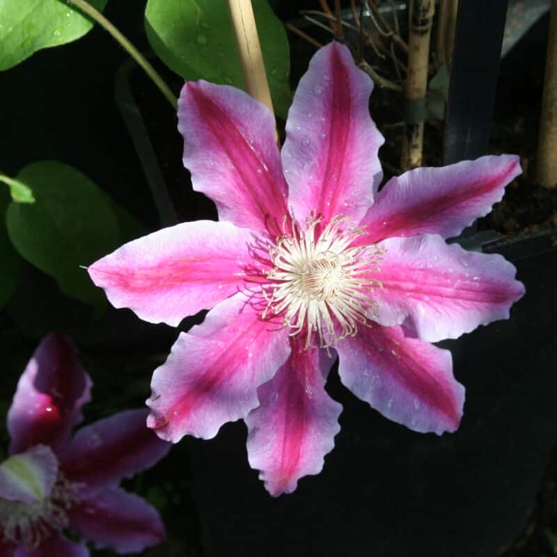 Clematis 'Dr. Ruppel'