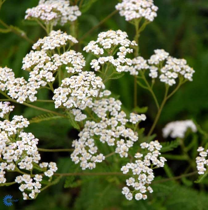 Achillea millefolium