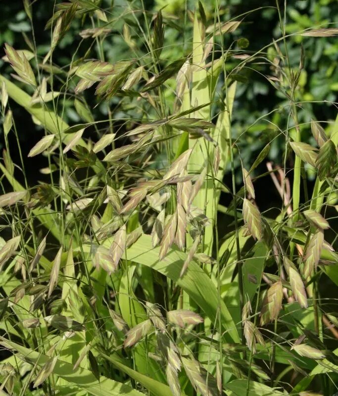 Chasmantium latifolium