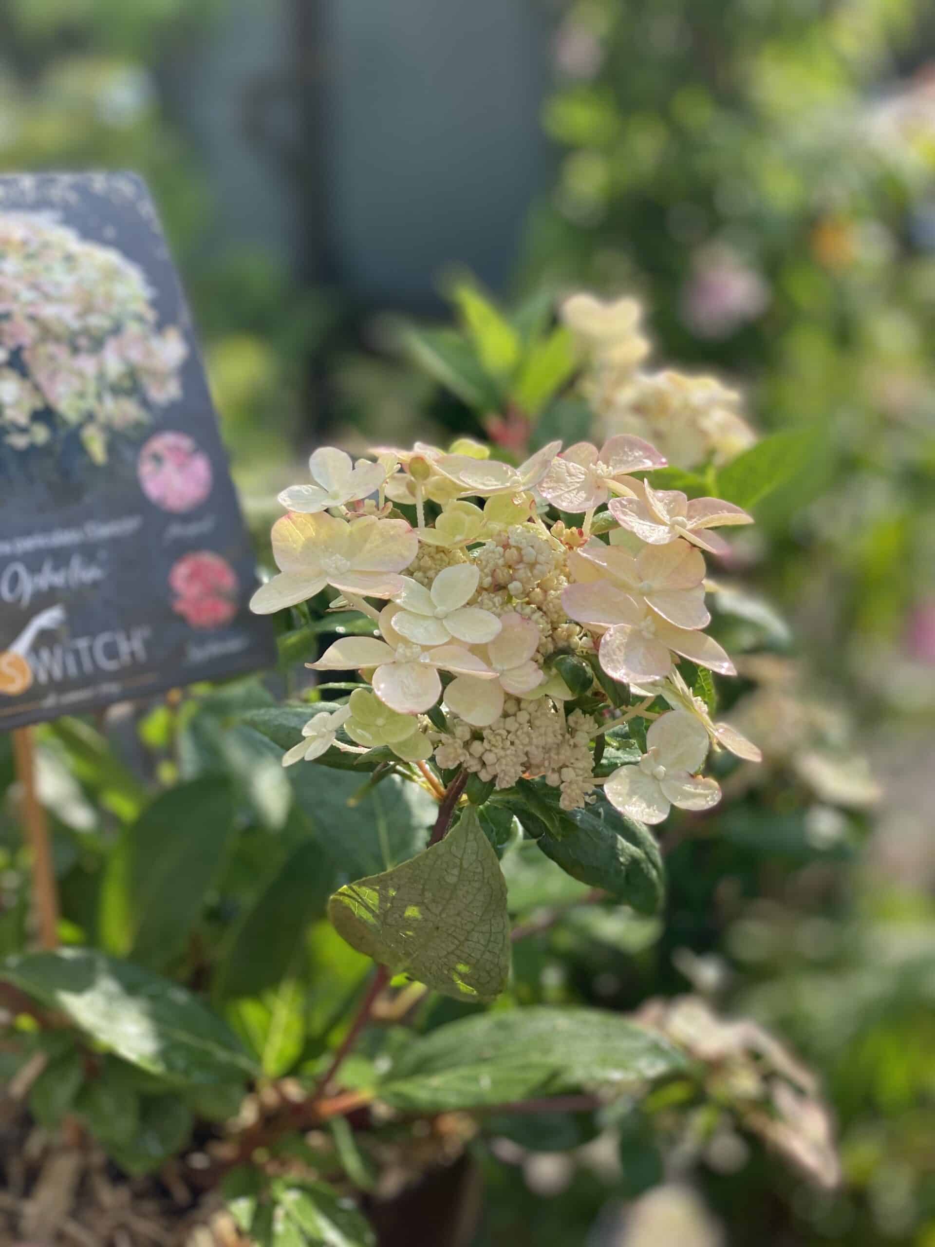 Hydrangea paniculata 'Switch Ophelia' Vipphortensia (6)