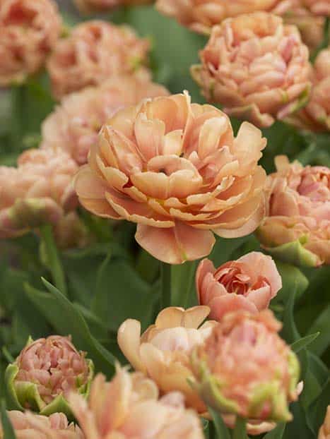 Beställ blomsterlök på Rångedala Plantskola