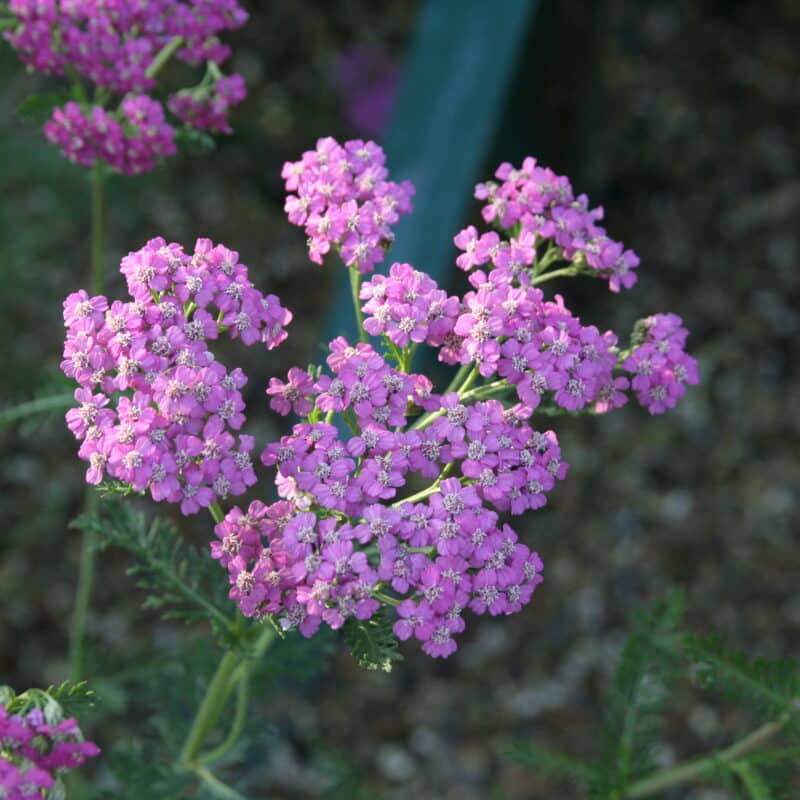 Achillea millefolium 'Lilac Beauty'