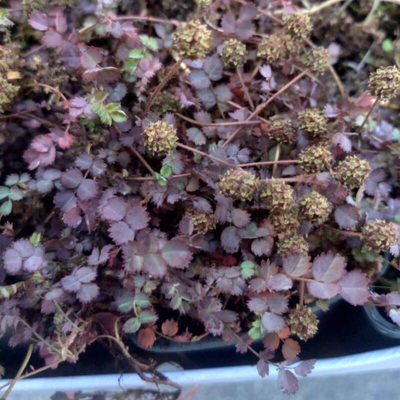 Acaena inermis 'Purpurea'