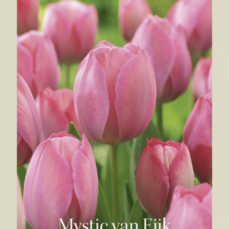 Tulipa Mystic van Eijk 10st Craft