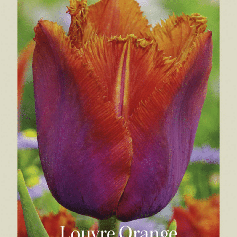 Tulipa Louvre Orange 7st Craft