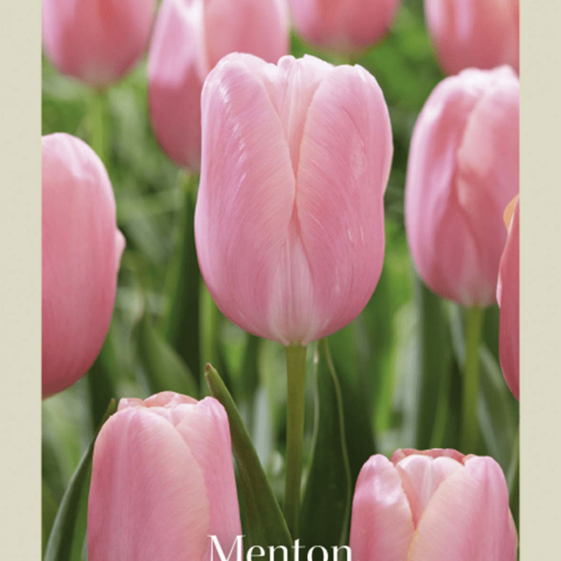 Tulipa Menton 7st Craft