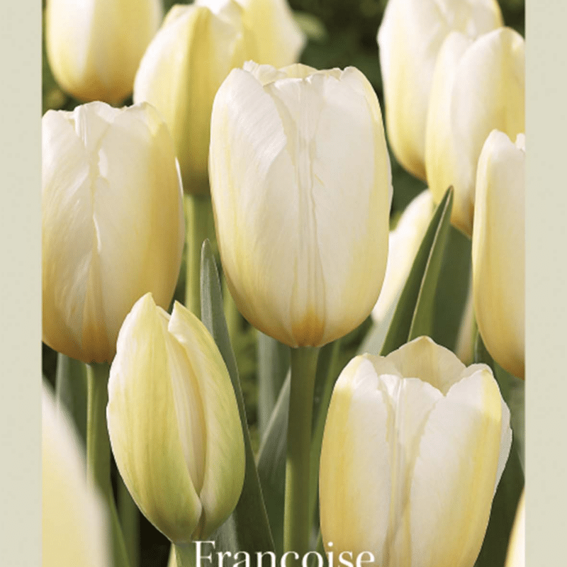 Tulipa Francoise 7st Craft