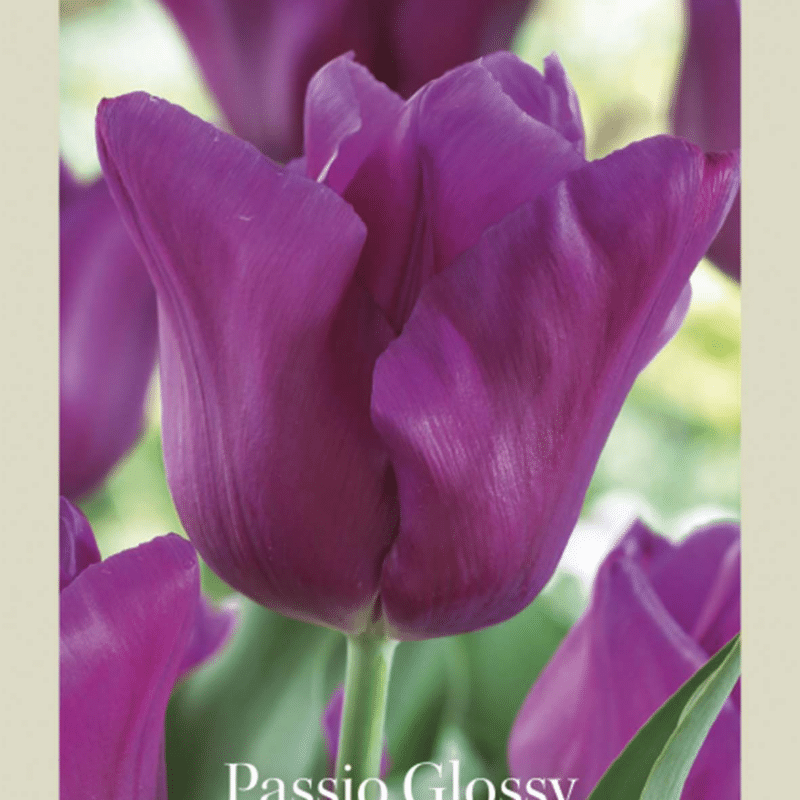 Tulipa Passio Glossy 7st Craft