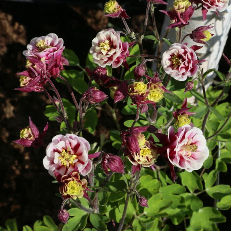 Aquilegia vulgaris 'Winky Double Red-White'