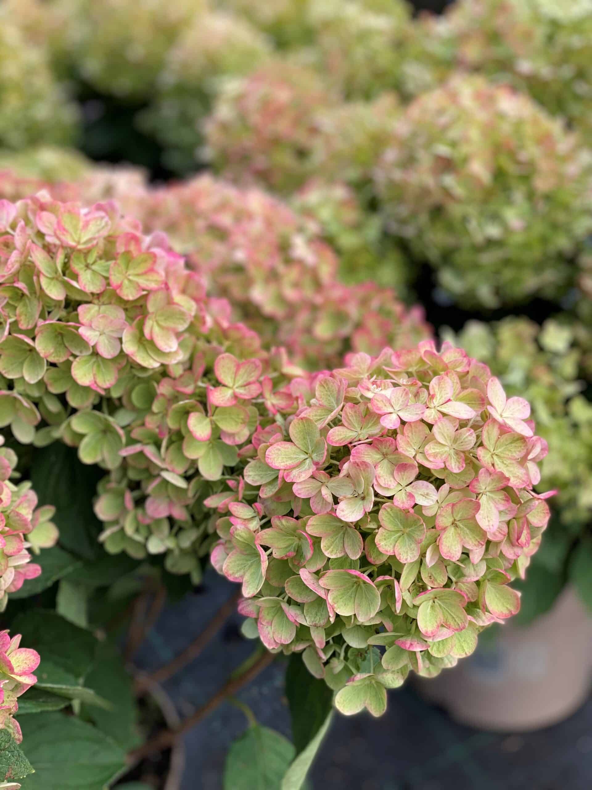Hydrangea paniculata 'Limelight'