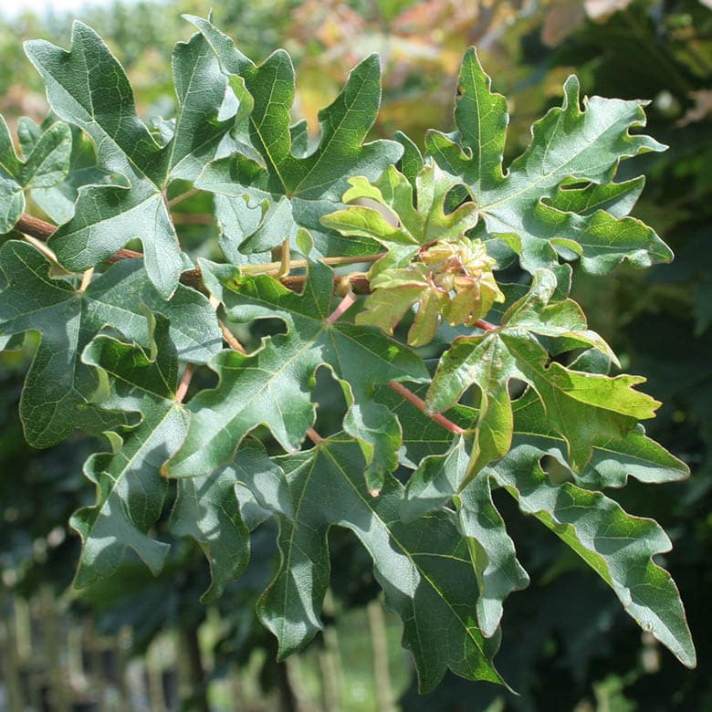 Acer campestre