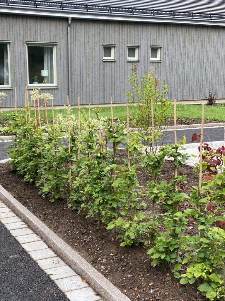 Trädgårdstjänster för stora och små trädgårdar