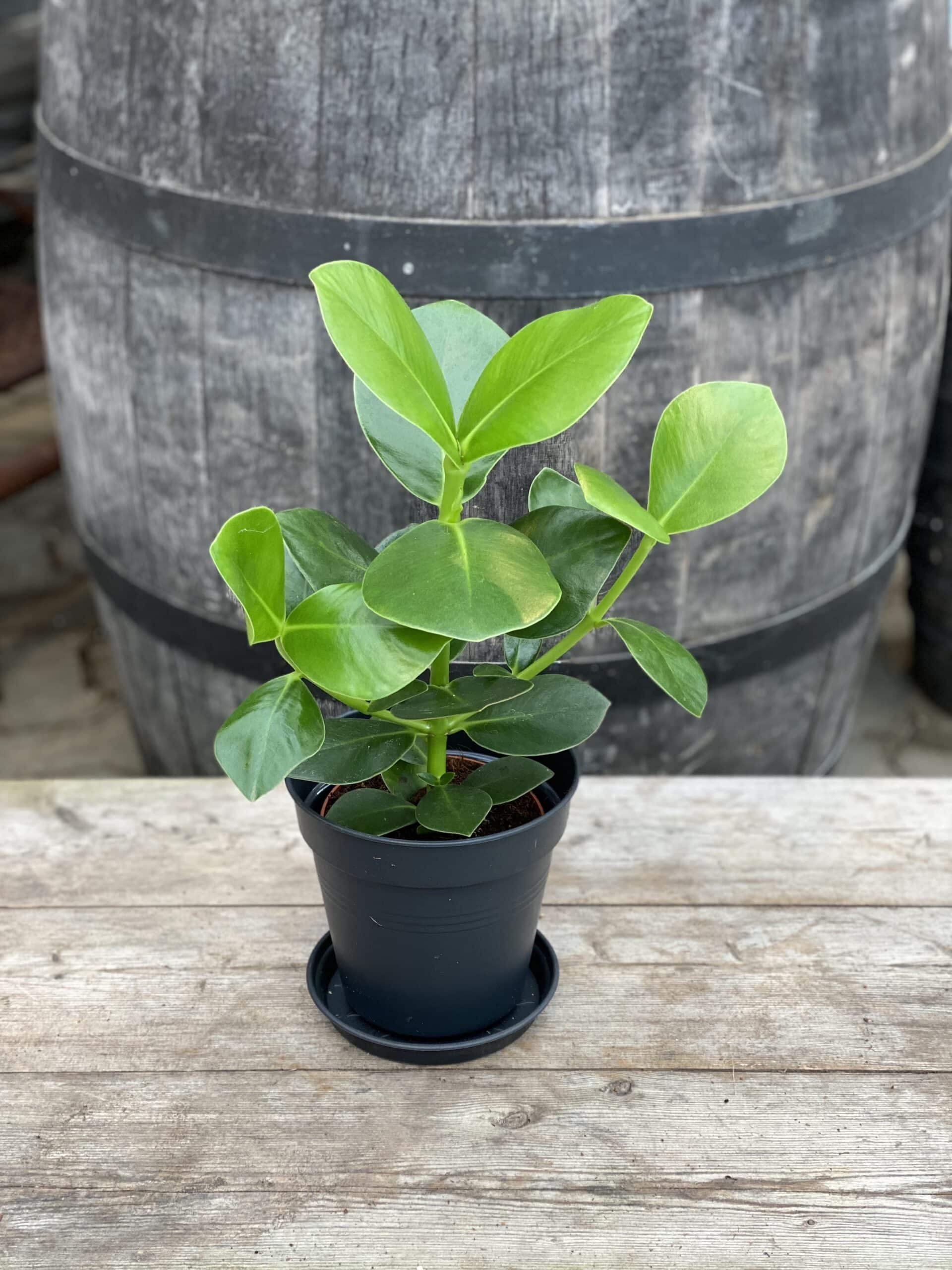 Clusia rosea 'Princess'