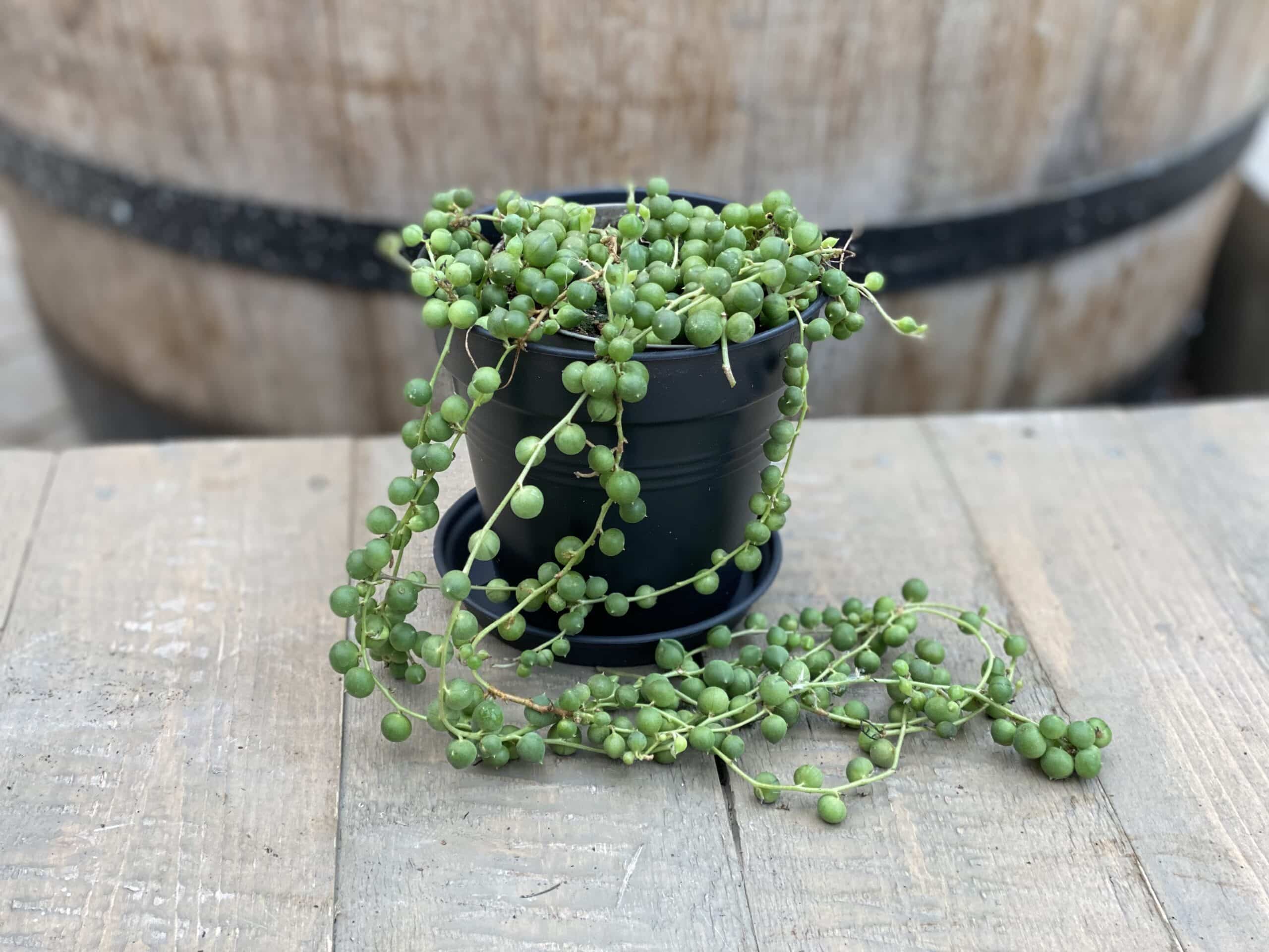 Curio (Senecio) rowleyanus