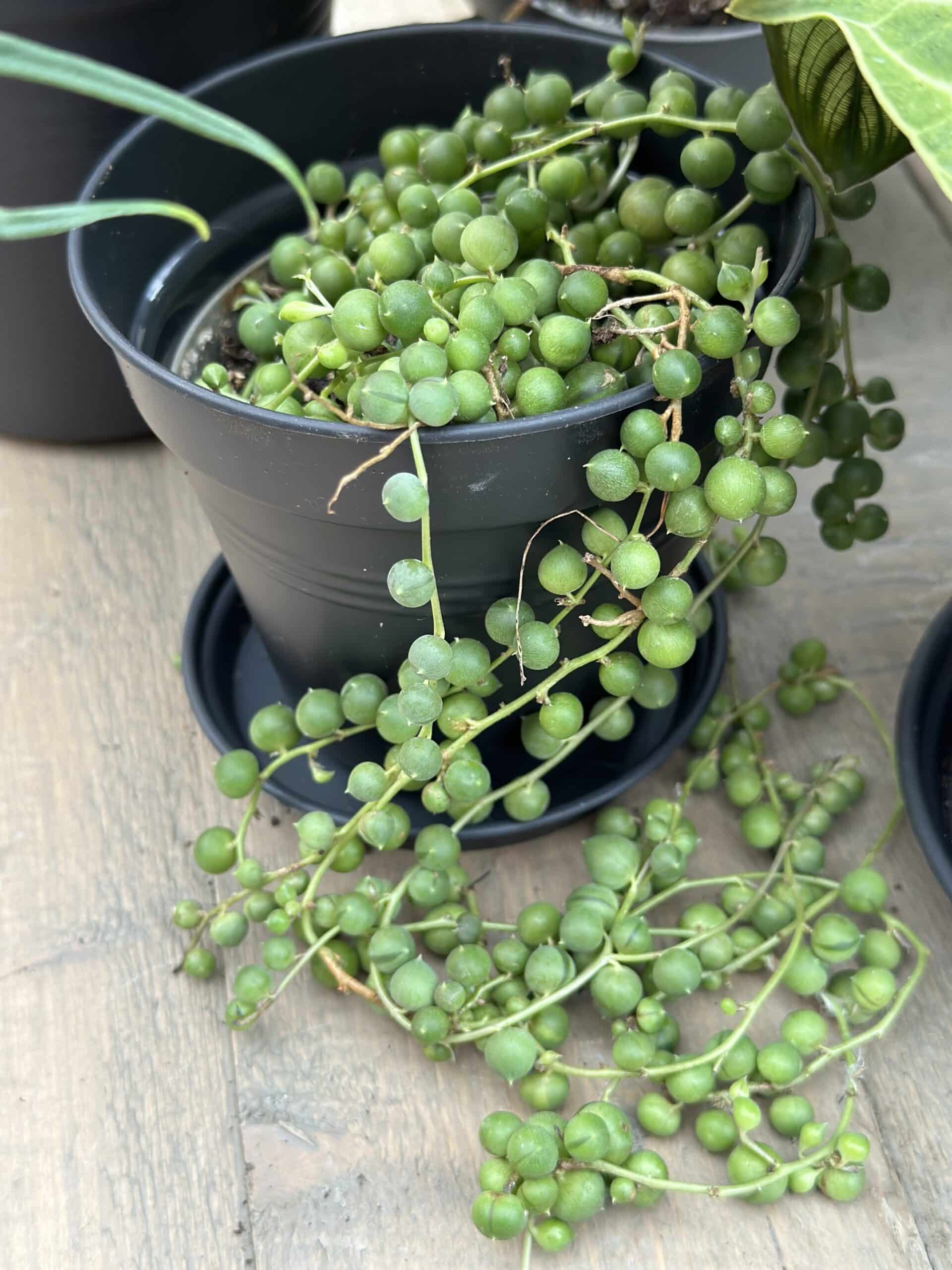 Curio (Senecio) rowleyanus