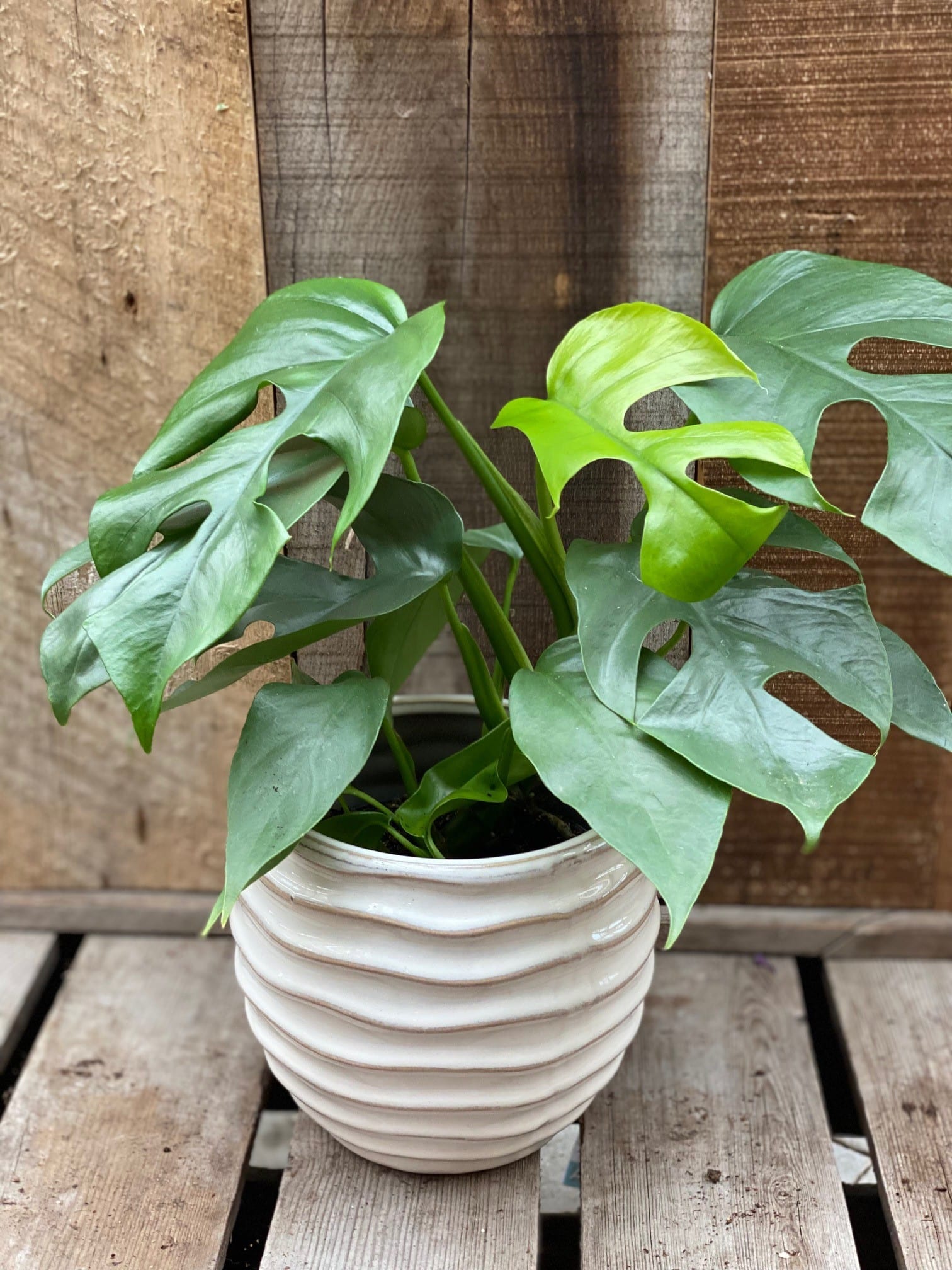 Monstera deliciosa